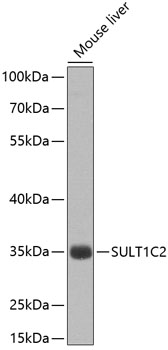 SULT1C2 Polyclonal Antibody