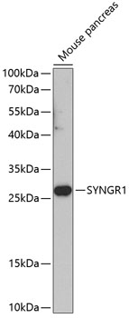 SYNGR1 Polyclonal Antibody