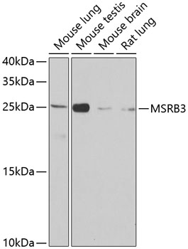 MSRB3 Polyclonal Antibody