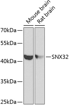 SNX32 Polyclonal Antibody