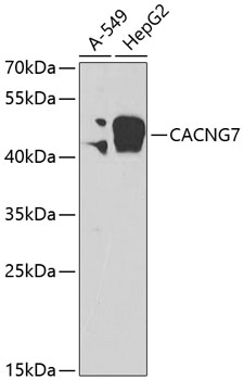 CACNG7 Polyclonal Antibody