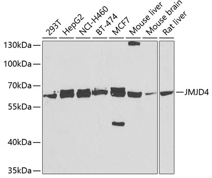 JMJD4 Polyclonal Antibody
