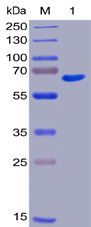 Human CD40 Protein, mFc-His Tag