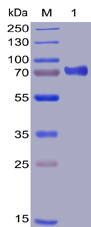 Human CD48 Protein, mFc-His Tag