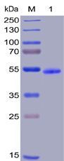 Human GITR Protein, hFc-His tag