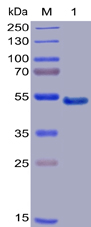 Human GITR Protein, mFc-His tag