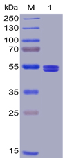 Human GITR Ligand Protein, mFc-His tag