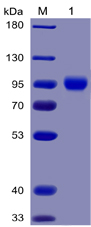 Human CD155 Protein, mFc-His tag