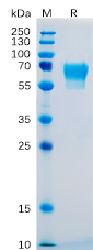 Human CD27 Protein, hFc Tag