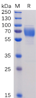 Human 2B4 Protein, hFc tag