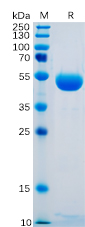 Human CTLA-4 Protein, hFc tag