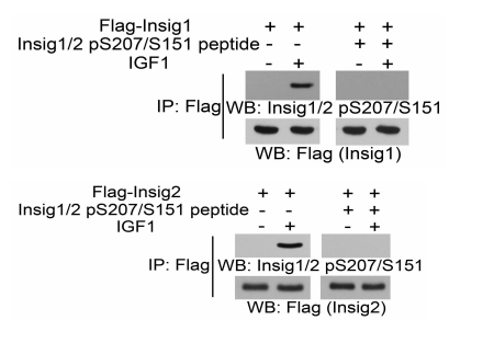 Insig1/2(Phospho-Ser207/151) Antibody