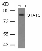 STAT3(Ab-727) Antibody
