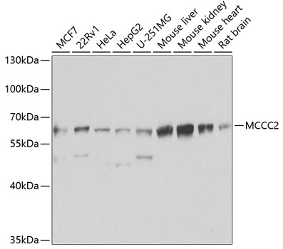 MCCC2 Polyclonal Antibody
