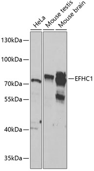 EFHC1 Polyclonal Antibody