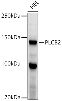 PLCB2 Polyclonal Antibody