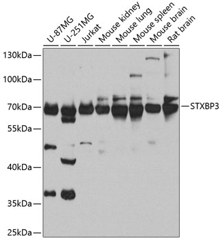 STXBP3 Polyclonal Antibody