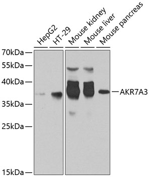 AKR7A3 Polyclonal Antibody