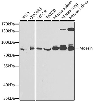 MSN Antibody