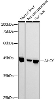 AHCY Antibody