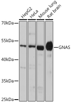 GNAS Antibody