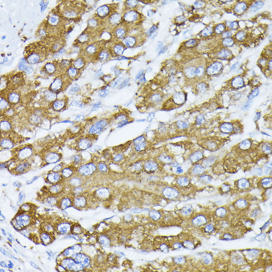 HSPA5 antibody