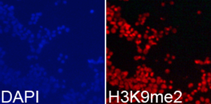 Histone H3K9me2 Polyclonal Antibody