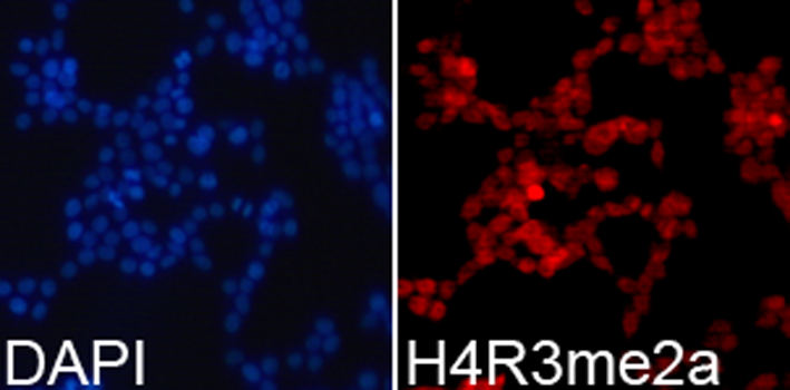 Histone H4R3me2a Polyclonal Antibody