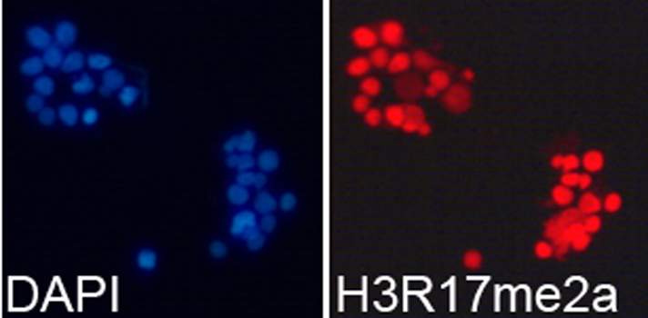 Histone H3R17me2a Polyclonal Antibody