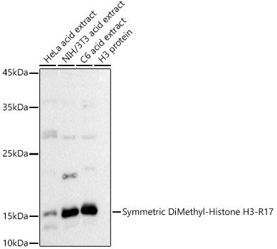 Histone H3R17me2s Polyclonal Antibody