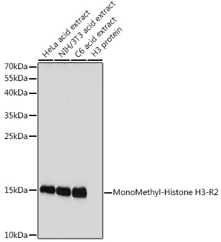 Histone H3R2me1 Polyclonal Antibody