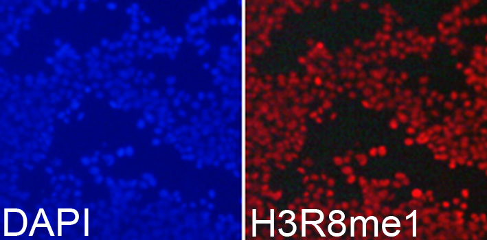 Histone H3R8me1 Polyclonal Antibody