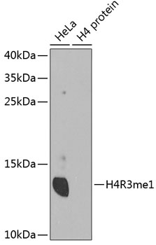 Histone H4R3me1 Polyclonal Antibody