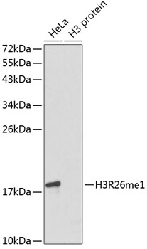 Histone H3R26me1 Polyclonal Antibody