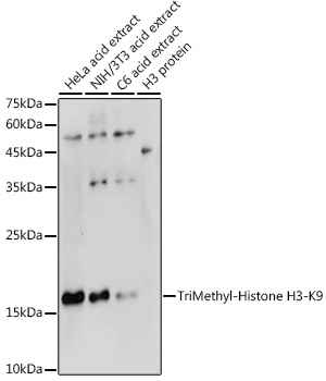 Histone H3K9me3 Polyclonal Antibody