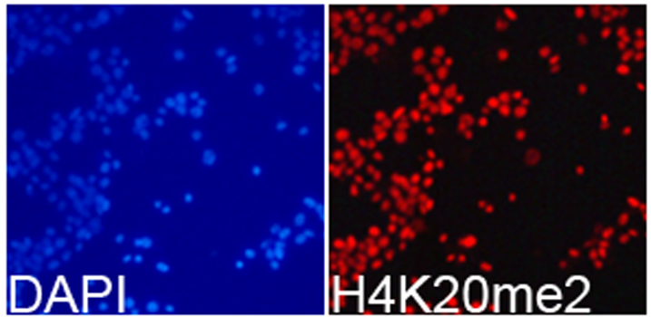 Histone H4K20me2 Polyclonal Antibody