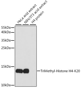 Histone H4K20me3 Polyclonal Antibody