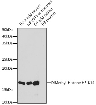 Histone H3K14me2 Polyclonal Antibody