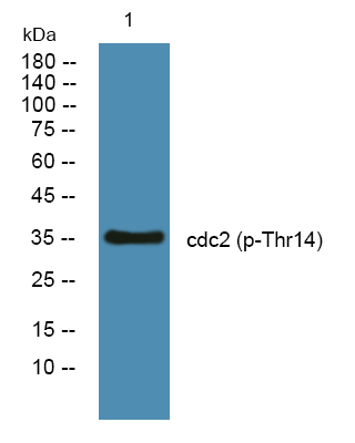 CDK1/CDC2 (Phospho-Thr14) Antibody