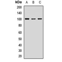 LGR5 Antibody