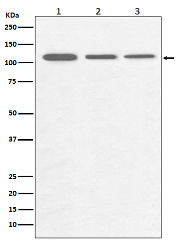 PGC1 alpha/beta Rabbit mAb