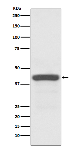 Apg3 (Atg3) Rabbit mAb