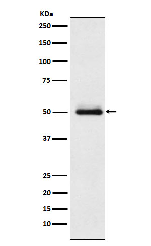 Cytochrome P450 2C9 Rabbit mAb