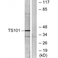 TSG101 Antibody