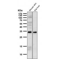 Phospho-MCU(S92) Antibody