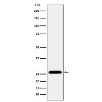 HoxC6 Rabbit mAb