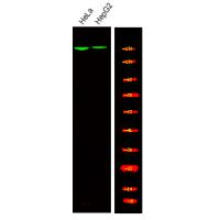 TOP2A (Phospho-Ser1213) Antibody