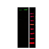 ATM (Phospho-Ser1893) Antibody