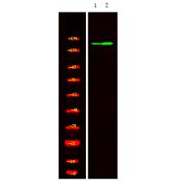 PASK (Phospho-Thr1165) Antibody