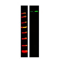 BRCA1 (Phospho-Ser1497) Antibody